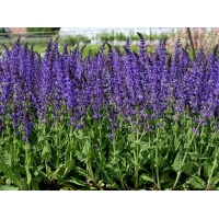 Salvia nemerosa'Blaukönigin'