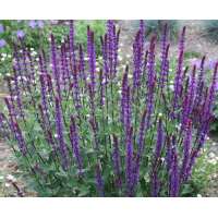 Salvia nemerosa'Caradonna'