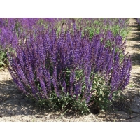 Salvia nemerosa'Rügen'(noo)