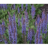 Salvia nemerosa'Blauhügel'