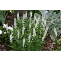 Salvia nemerosa'Schneehügel'