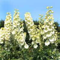 Delphinium'Sungleam'