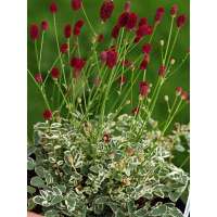 Sanguisorba minor'Little Angel' 