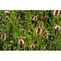 Sanguisorba officinalis'Toch and Roll'