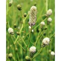 Sanguisorba officinalis'Jam Session'