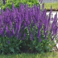 Salvia nemerosa'Mainacht' 
