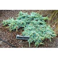 Cedrus libani ssp atlantica'Saphire Nympf' 