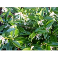 Sarcococca confusa 