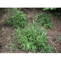 Sasa palmata - Bamboe 