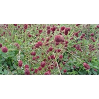 Sanguisorba officinalis'Tanna'
