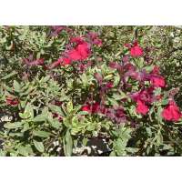 Salvia greggii'Caramba'