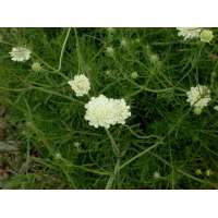 Scabiosa ochroleuca