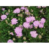 Scabiosa columbaria'Pink Mist'