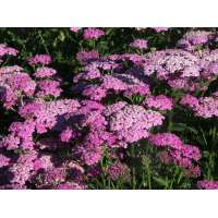 Achillea millefolium'Pretty Belinda'