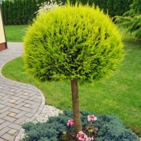 Chamaecyparis lawsoniana'Stardust' bol 