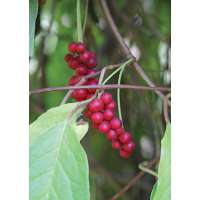 Schisandra chinensis 