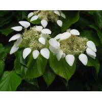 Schizophragma hydrangeoides 