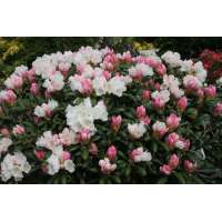 Rhododendron yakushianum'Schneekissen' 
