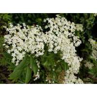 Sambucus nigra'Haschberg' 