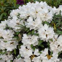 Rhododendron yakushianum'Koichiro Wada' 