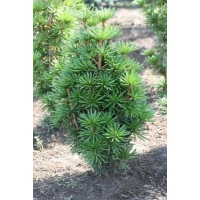 Sciadopitys verticillata 