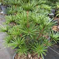 Sciadopitys verticillata'Green Diamond' 