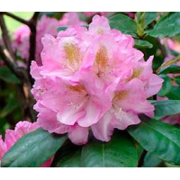 Rhododendron'Scintillation' 