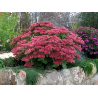 Sedum hybride'Herbstfreude'
