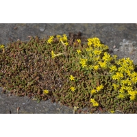 Sedum acre'Yellow Queen'