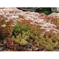 Sedum album'Coral Carpet'
