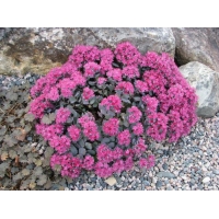 Sedum cauticola'Lidakense'