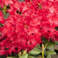 Rhododendron yakushianum'September Red' 