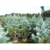 Sequoiadendron giganteum'Glaucum' 