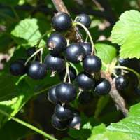 Zwarte bes (Ribes nigrum'Titania') 