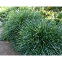 Sesleria caerulea