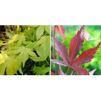 Acer palmatum 