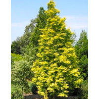 Metasequoia glyptostroboides'Goldrush' 