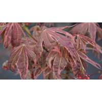 Acer palmatum'Shirazz' 