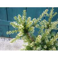 Podocarpus nivalis'Kilworth Cream' 