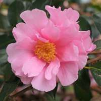 Camellia sasanqua'Show Girl' 