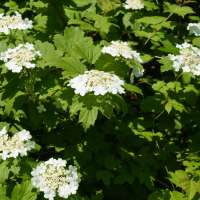 Hydrangea quercifolia'likes Dwarf' 