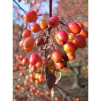 Malus tschonoskii 