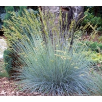Festuca glauca'Elijah Blue'