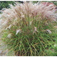 Miscanthus sinensis'Kleine Solberspinne'