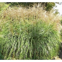 Miscanthus sinensis'Yaku Jima' 