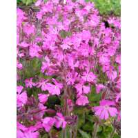 Silene dioica'Minikin'
