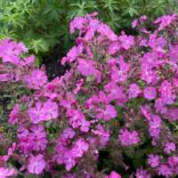 Silene'Rollies Favorite'