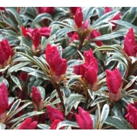 Azalea japonica'Silver Sword' 