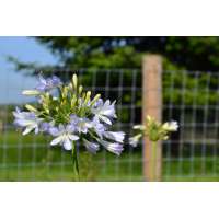 Agapanthus'Silver Baby' 