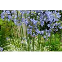 Agapanthus'Silver moon' 